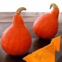 Red Kuri Squash Seeds Hokkaido5 Seeds Nongmo From US  - $8.35