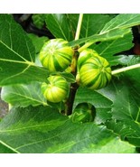Heirloom Ficus Carica &#39;Panache&#39; Tiger Stripe Fig Tree 6 Pcs - $238.92 MXN