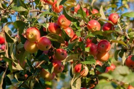 Siberian Crab Apple Malus Baccata Edible Bonsai 15 Seeds Beautiful Garde... - £6.30 GBP