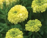 Nosento Limegreen Marigold Seeds: Garden Flower Planting Essentials - $13.95