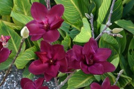 AWS Genie Magnolia Hybrid Tree Deep Plum Purple Fragrant Blooms  Large 1 Gallon  - $119.99