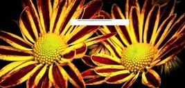 Red Yellow Chrysanthemum Seeds - Flower Seeds - BOGO - £0.78 GBP