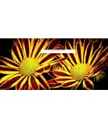 Red Yellow Chrysanthemum Seeds - Flower Seeds - BOGO - £0.77 GBP