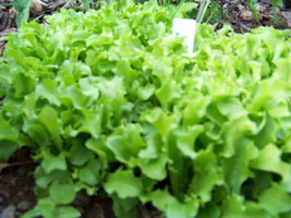 Lettuce Black Seeded Simpson 875 Seeds Gardening USA SELLER - $7.98