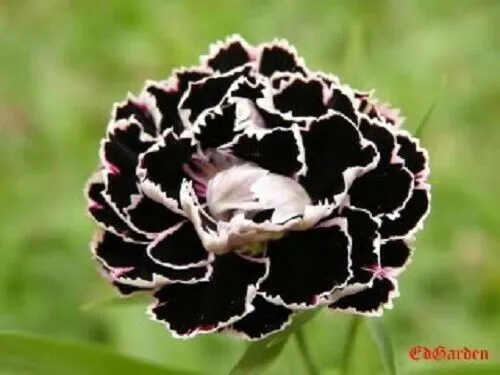 Black White Carnation Flower Seeds Perennial 20 Seeds Fresh Garden - £9.39 GBP