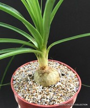 4&quot; plant Beaucarnea Recurvata elephant foot ponytail palm pachycaul base 4 pot - £15.68 GBP