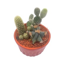 Cactus Garden, 3 Different Cacti in a 4 inch Terracotta Ceramic Pot, Dish Liner, - £29.65 GBP