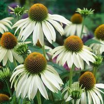 25 White Swan Coneflower Seeds Non-GMO - £4.78 GBP