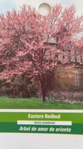 EASTERN REDBUD Flowering 4&#39;-6&#39; Live Tree Beautiful Red Flowers Trees Landscape - £112.38 GBP