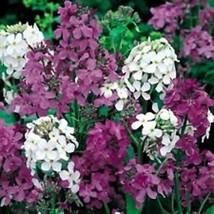 New Fresh Seeds 50 Dames Rocket Mix Flower Seeds Perennial - $25.28