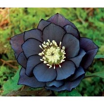 PWO 10 Black Hellebores - Christmas Rose Seeds New! - $7.20