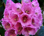 Rhododendron Azalea Seeds For &amp; - $10.99