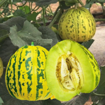 Green Muskmelon Sweet Melon - 20 Seeds - £4.76 GBP