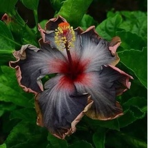 20 Seeds Black Pink Purple Hibiscus Perennial Flowers - £6.61 GBP