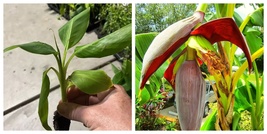 Musa - &#39;Gran Nain&#39; - Banana Tree - Live Plant - £24.73 GBP