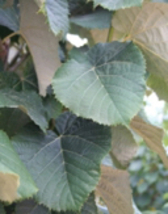 One grafted plant of Tilia tomentosa ‘Green Mountain’ 16-20 inches tall - £23.16 GBP