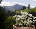 200 Edelweiss Herb Seeds Leontopodium Alpinum - £7.20 GBP