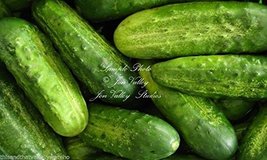 Cucumber 75 Seeds National Pickling! Non GMO - Non Treated - £1.95 GBP