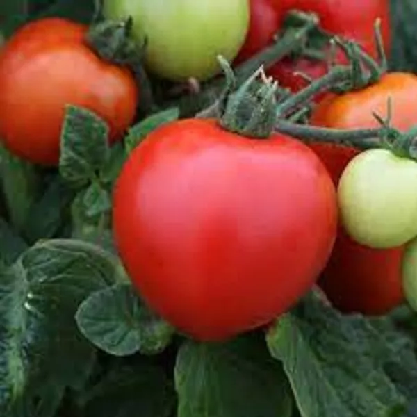 50 Seeds Megabite Tomato Tomatoe Vegetable Edible Canning Fresh - £8.06 GBP