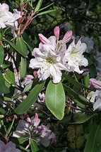 USA Fortune Rhododendron Fortunei Shrub Rose Pink Mauve White Flower 50 Seeds - £8.48 GBP