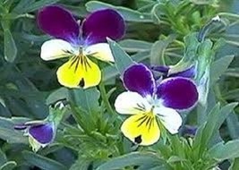 50 Of Viola Johnny Jump Up Sweetly Scented Perennial Flower Seeds - Great Gift - £7.86 GBP