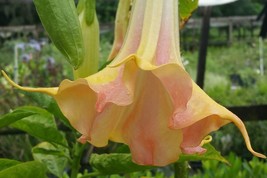 10 Mango Crush Angel Trumpet Seeds Flowers Seed Flower Brugmansia Datura 652 Fre - £10.88 GBP