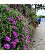 20 ICE PLANT Seeds  - $14.00