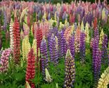 Russell Lupine Seeds, Mixed Colors, Lupinus polyphyllus, FREE SHIPPING - $1.97+