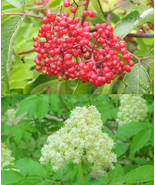 SEPTH Sambucus Racemosa 50 Seeds Red Elder Elderberry Cold Hardy Shrub Bush - $8.87