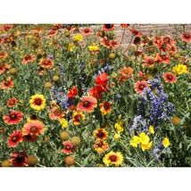 Dry Area Wildflower Mix Flower Seeds #ZJK18 - $14.17+