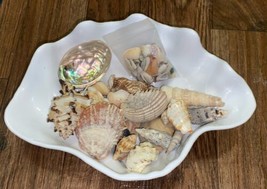 White Sea Shell Dish Bowl With Lot Of Sea Shells 10” W X 5” H X 5” Deep - $7.60