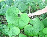 30 Giant Butterbur Seeds Petasites Vulgaris 2 3 Foot Wide Leaves Fresh S... - $14.40