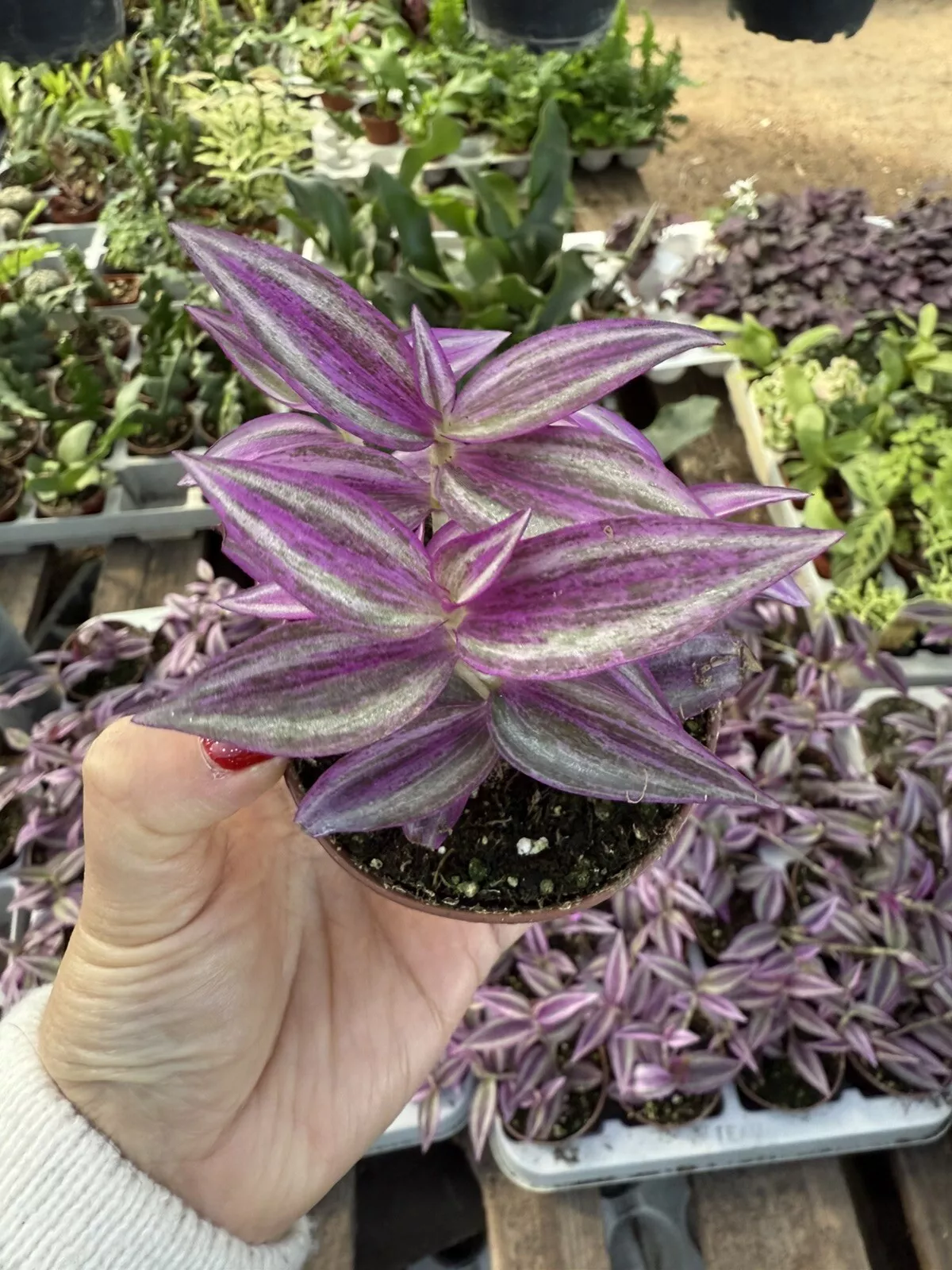 Rare Wandering Jew Purple  - Purple Plant In 2pot  fast shipping - $31.18