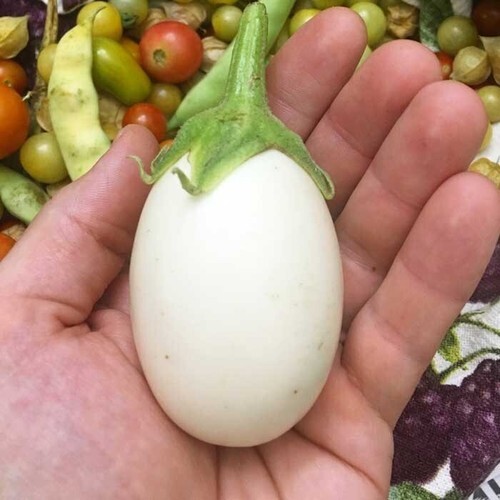 100 White Egg Eggplant Seeds - $4.61 100 White Egg Eggplant Seeds - $4.61