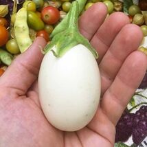100 White Egg Eggplant Seeds  - $4.61