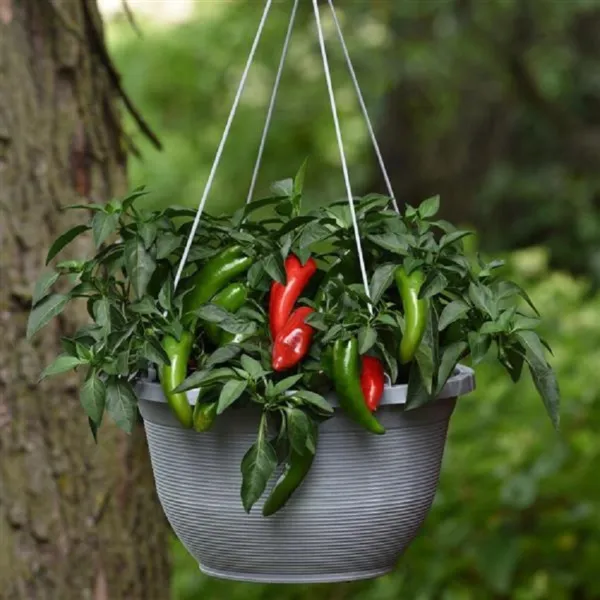 Pepper Seeds 25 Seeds Pepper Pot A Peno Jalapeno Pepper Garden - £13.98 GBP