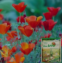 200 Seeds, Eschscholzia californica Seeds YQ-1014-Red - $19.08