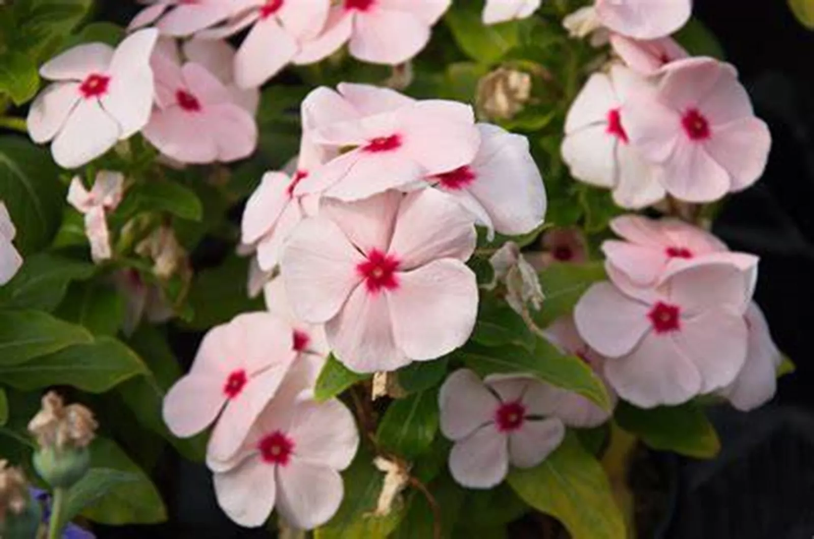  50 Bright Eye Periwinkle {Vinca rosea}  seeds  - £5.52 GBP