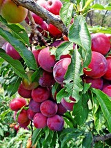 cherry plum prunus cerasifera 10 Seeds ThailandMrk - $5.00