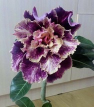 4 Purple Cream Desert Rose Seeds Adenium Obesumflower - $10.00