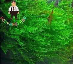 1000 Seeds Aquarium Planter Java Moss Grass Bonsai Raros S Plants Aquari... - $11.73