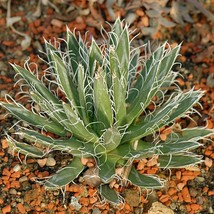 New Fresh Seeds Agave Toumeyana Ssp Bella Toumeys Century Plant 10 Seeds - $22.90