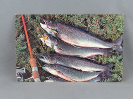 Vintage Postcard - A Nice Catch Fishing Trout Beautiful BC - Traveltime - £11.79 GBP