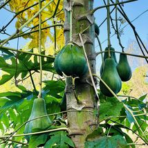 Live Hanging Papaya (Carica papaya) tropical fruit live tree 24&quot;-36&quot; LARGE SIZE - £63.93 GBP