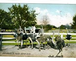 Florida Ostrich Farm Undivided Back Postcard Jacksonville 1906 - $7.92