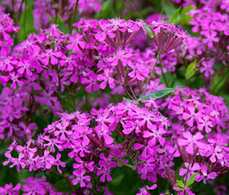 Catchfly NonSoPretty Silene Armeria  1,000 Seeds From US - $10.99