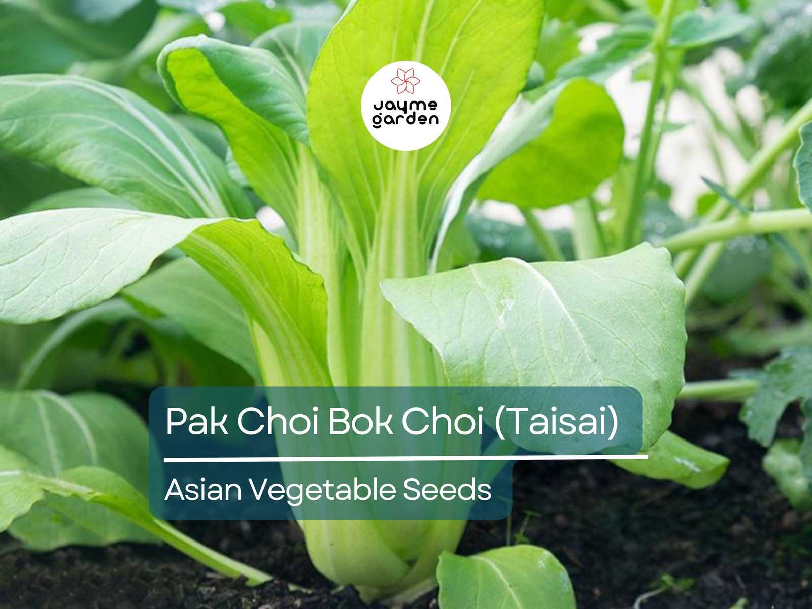 500mg Pak Choi Bok Choi Taisai Seeds - Heirloom Non-GMO Asian Greens - F... - $4.50