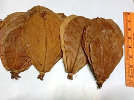 Catappa Ketapang Indian Almond Leaves 4- 6 Inches 100 Pcs....Betta Fish Health - £14.61 GBP