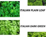 400 Gourmet Blend Parsley Seeds Non - Gmo Fresh Fast Shipping - £7.22 GBP