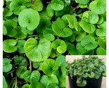 Dichondra Repens 4inches Dichondra Repens Plant Kidney Weed Live Plant - £19.81 GBP